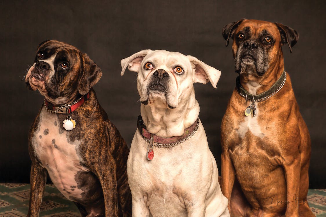 Você está visualizando atualmente Mulher receberá “pensão” por ficar com cachorros de ex